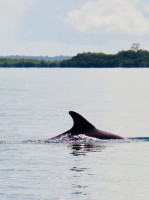 Dolphins Bocas