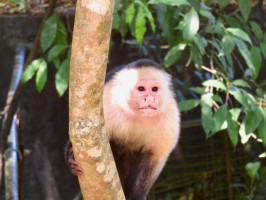 Monkey Coiba Santa Catalina