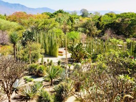 Jardin Oaxaca Mexico