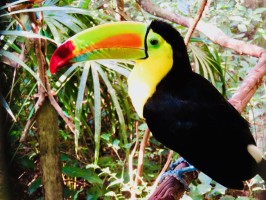 Toucan Zoo Belize