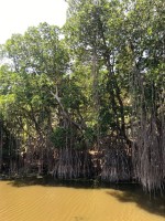Mangrove El Tunco El Salvador