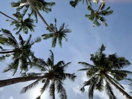 Palms Blue sky El Nido Philippines