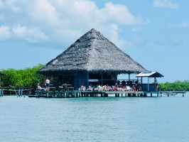 Blue Coconut Bocas