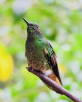 Colibri Hummingbird Valle de Cocora Salento