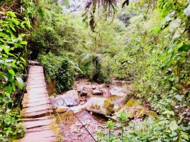 Jungle path Valle de Cocora Salento