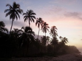 Palms sunset Costeño Palomino