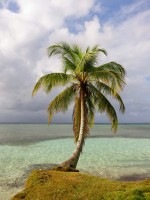 Palm Tree San Blas Panama