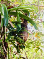 Sloth Bocas