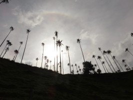Wax palms sun behind Salento