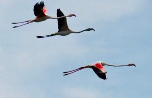 3 Flamingos West Sardinia