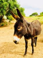 Donkey Route Sardinia