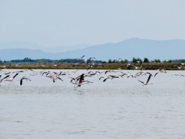 Flamingos West Sardinia