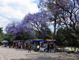 Bosque Purple trees Mexico City