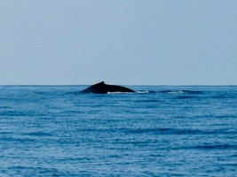 Humpback Whale Puerto Escondido Mexico