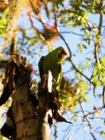 Red-Lored Parrot Tikal Guatemala  Guatemala Travel Blog
