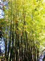 Bamboo Belize Zoo