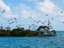 Birds Caye Raggamuffin Belize
