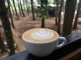 Coffee TaYua Bosque Ruta El Salvador