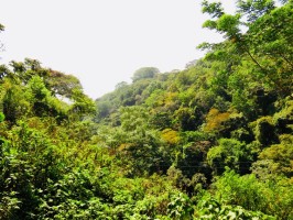 Jungle of Chorros Ruta El Salvador