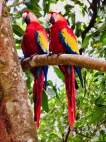 Macaw Copán Honduras