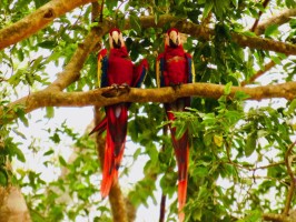 Macaw Tips Honduras