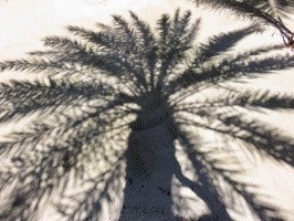 Palm shadow Tips Belize