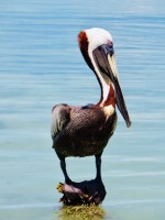 Pelican Caye Caulker Belize