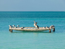 Pelican Route Belize
