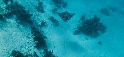 Spotted Ray Raggamuffin Belize