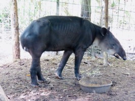 Tapir Belize Zoo