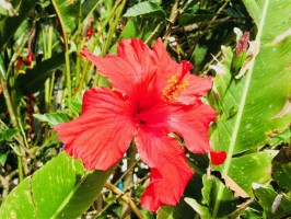 Hibiscus Agua de Jamaica Food