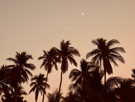 Sunset Palmtrees Tips El Salvador