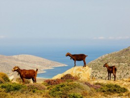 Goats Ios Greece