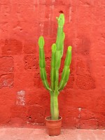 Cactus Arequipa Peru