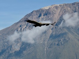 Condor Colca Arequipa Peru