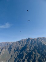Condors Colca Arequipa Peru