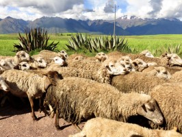 Sheeps Sacred Valley Peru