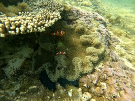 Clownfish Nemo Apo Siquijor Philippines