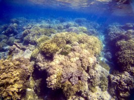 Coral Apo Siquijor Philippines