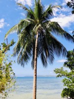 Palatpat Beach Coron Philippines