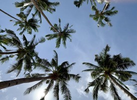 Palm Trees Tips Philippines