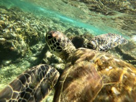 Turtle Apo Island Route Philippines