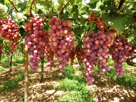 Grapes for wine Tips Sicily Italy Travel Blog