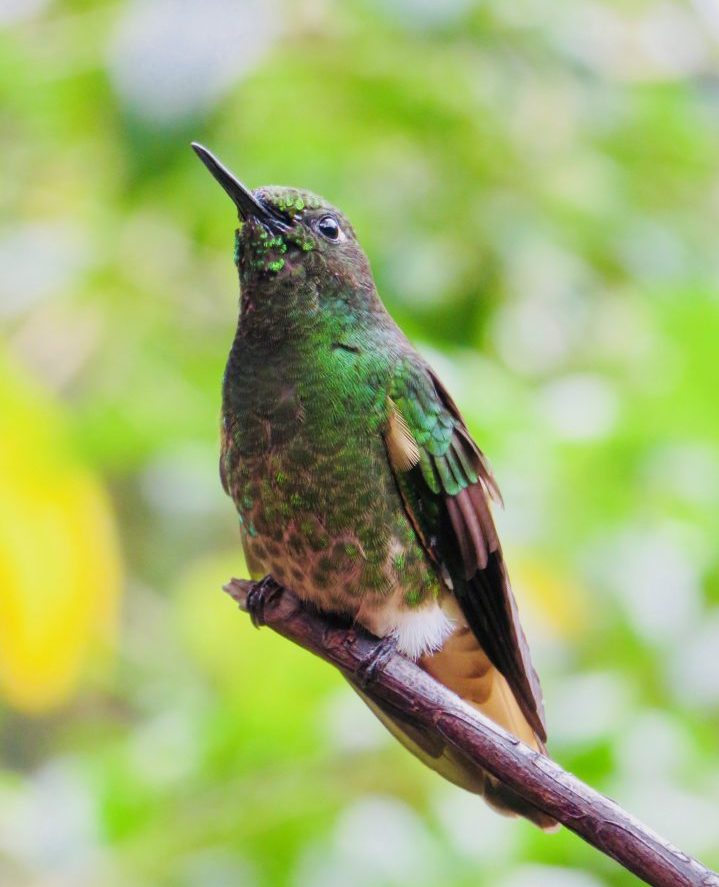 Colibri Hummingbird Valle de Cocora near Salento Colombia; Colombia Travel Blog Inspirations