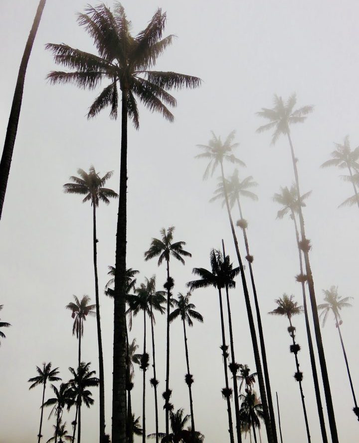 Mysterious misty Wax Palms in the Valle de Cocora near Salento Colombia; Colombia Travel Blog Inspirations