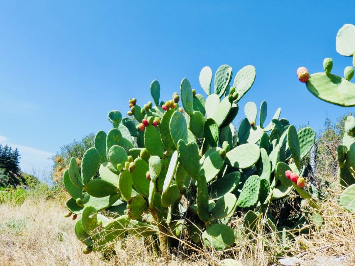 Famous Cactus while traveling in Sardinia, Sardinia Travel Blog Inspirations