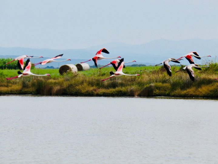 Flamingo Cabras in West Sardinia, Sardinia Travel Blog Inspirations