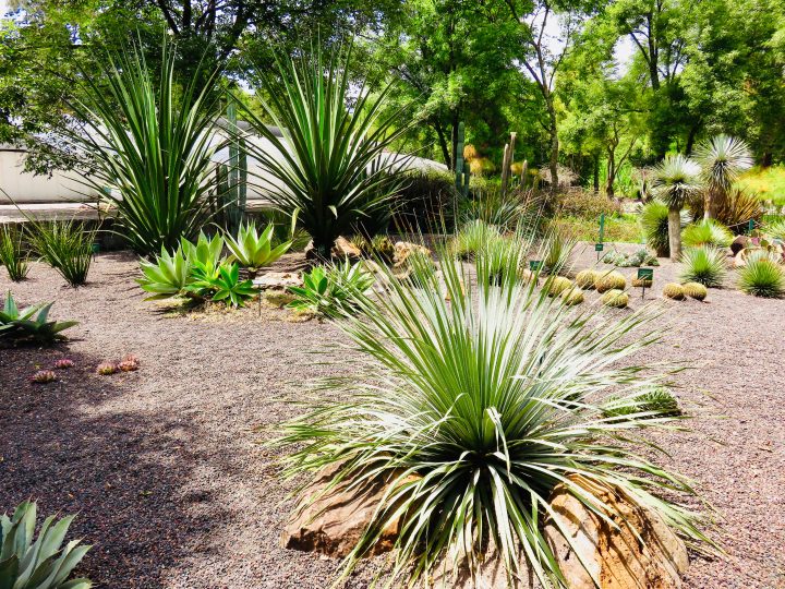Botanical Garden in Mexico City, Mexico Travel Blog Inspirations
