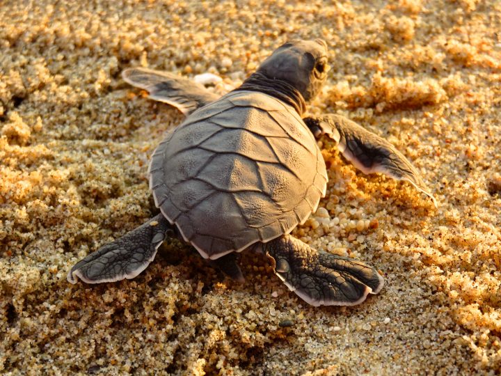 Turtle release at Playa Palmarito in Puerto Escondido Mexico, Mexico Travel Blog Inspirations