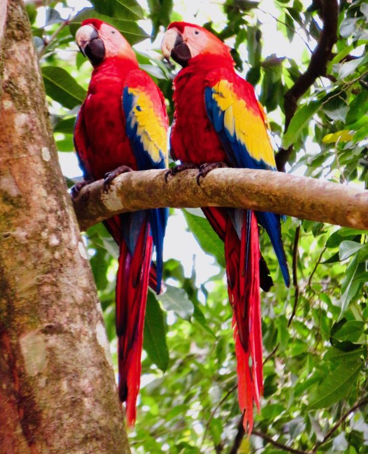 Archaeological site Macaw birds at the Copán Ruinas Honduras, Honduras Travel Blog